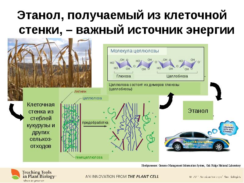 Клеточная стенка из целлюлозы. Целлюлоза в клеточной стенке. Клеточная стенка кукурузы. Молекула целлюлозы состоит из.