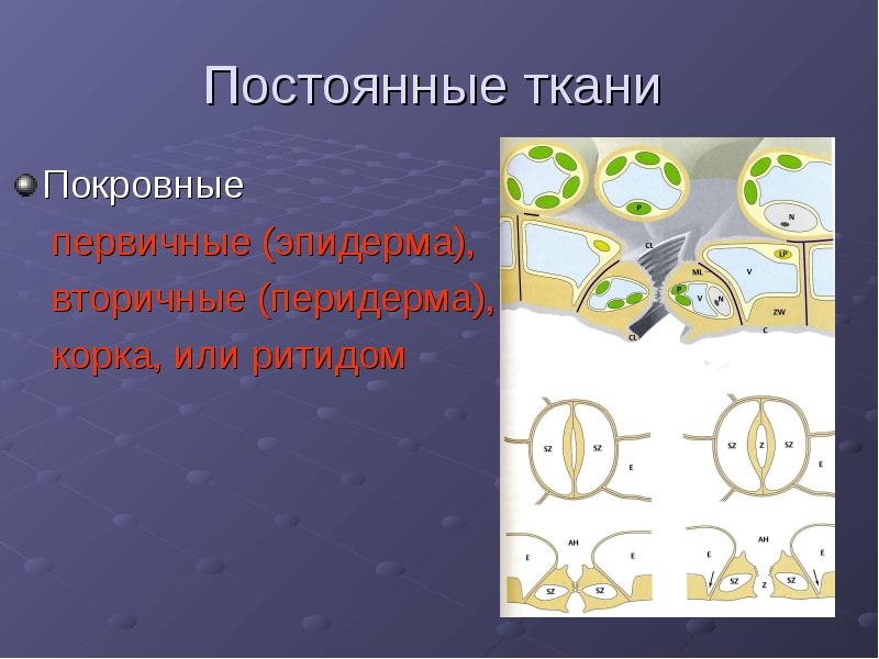 Постоянные ткани. Первичные постоянные ткани. Постоянные ткани растений. Постоянная ткань. Первичная ткань.