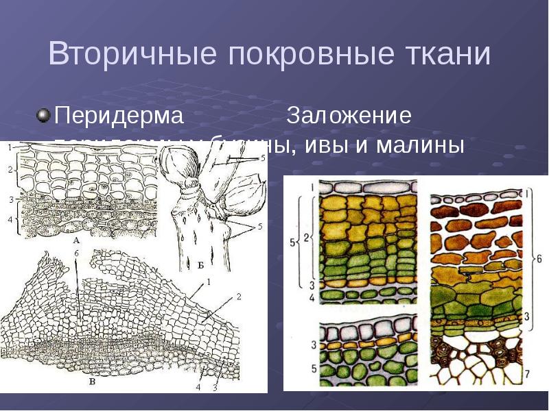 Вторичные ткани. Покровная ткань перидерма. Вторичная покровная ткань перидерма. Вторичная покровная ткань бузины. Покровные ткани растений перидерма.