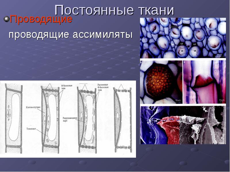 Постоянные ткани. Постоянная ткань. Непрерывная ткань. Постоянные растительные ткани.