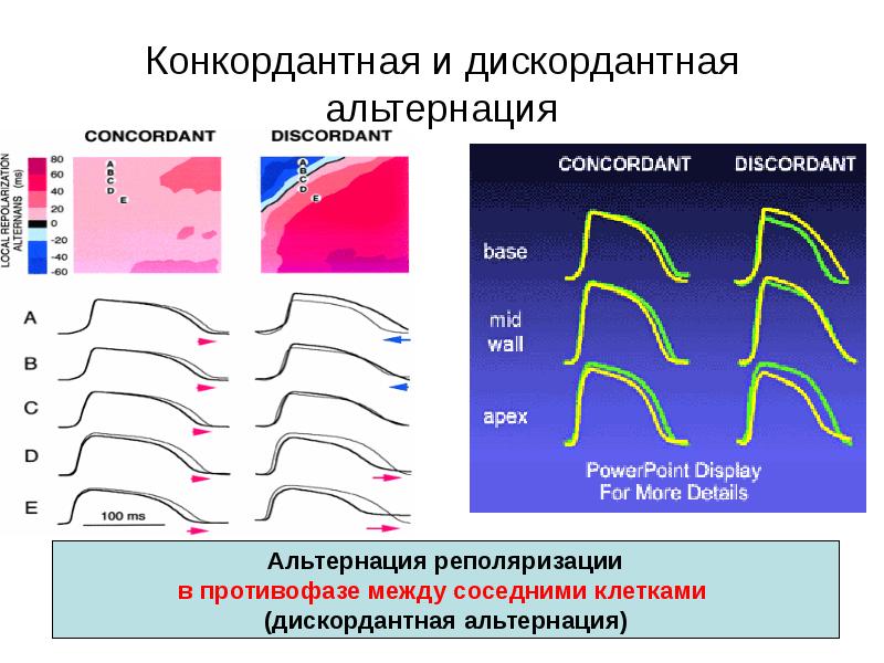 Руководство по кардиологии - Компендиум