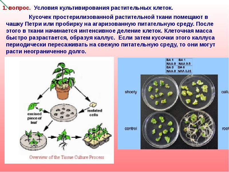 Растительная культура клеток. Питательные среды для культивирования растительных клеток. Способы культивирования растительных клеток. Условия культивирования клеток растений. Метод культивирования клеток и тканей.