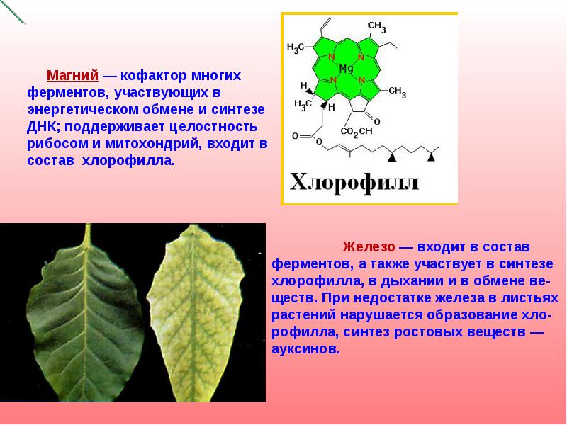 Хлорофилл состав