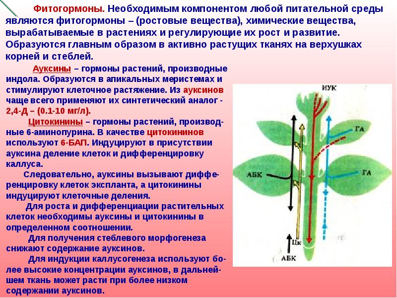 Действие фитогормонов на растение