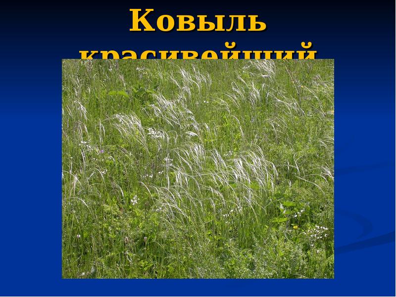 Где находится ковыль. Ковыль в какой природной зоне. В какой природной зоне находится ковыль. Ковыль где обитает природная зона. Вымершие растения ковыль красивейший картинки.