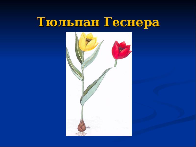 Тюльпан геснера рисунок