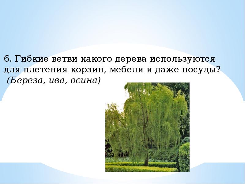 Составить предложение про деревья