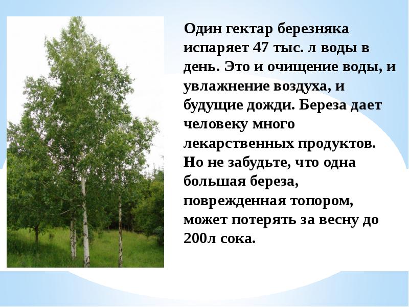 Что послужило основанием для прозвища березняком. Стихи про Березняк. Что дает береза человеку. В наших лесах растет дерево дивная береза. Берёза даёт энергию человеку?.