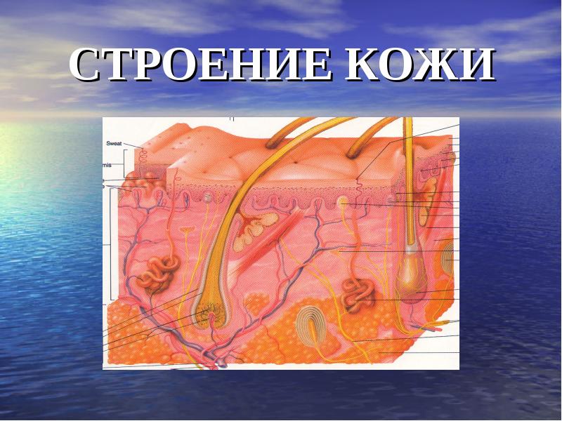 Анатомия кожи и ее производных. Строение кожи. Строение кожи кратко для презентации. Строение кожи картинка ожоги.