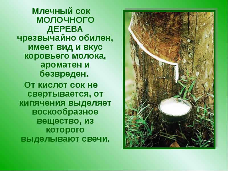 Молочное Дерево Фото