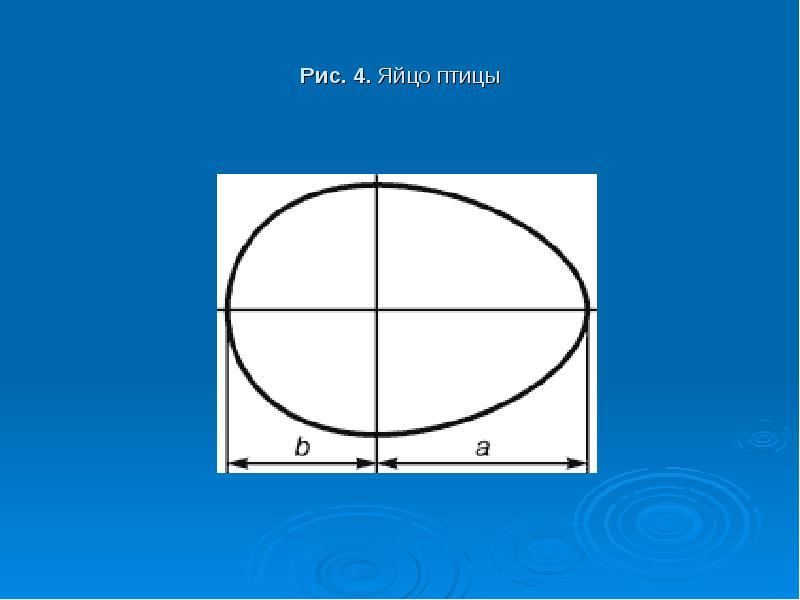 Чертеж яйца с размерами