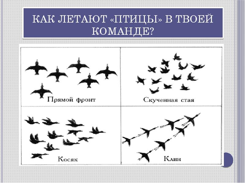 Как летают птицы. Способы перелета птиц. Как летят птицы. Птицы летят клином или косяком.