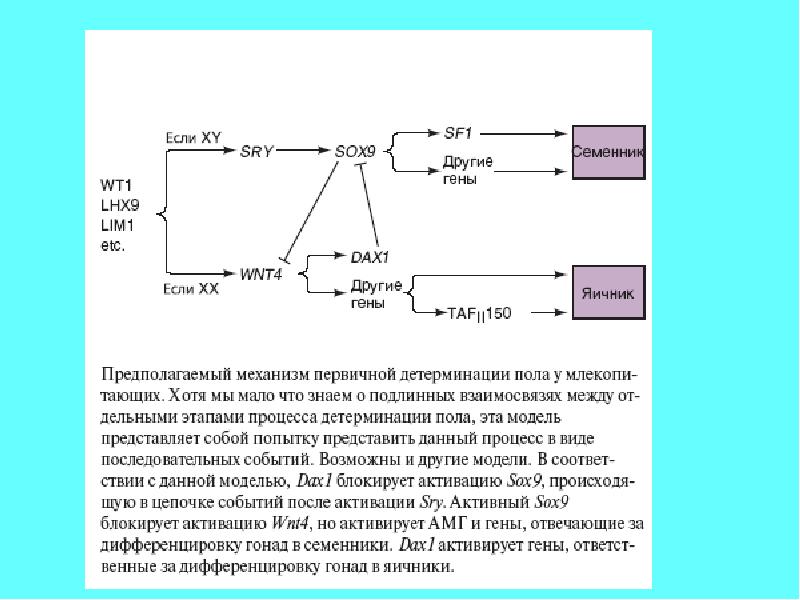 Генетические механизмы детерминации пола. Dax1 ген. Цепь событий. . Механизм генетической детерминации пола у человека и млекопитающих.