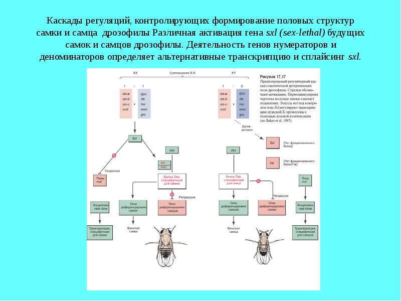 Формирование пола. Формирование пола у дрозофилы. Формирование пола у животных. Детерминация пола у дрозофил. Схема Бриттена и Дэвидсона.