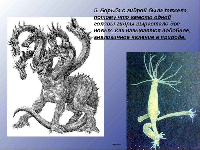 Гидра мифология. Гидра мифы древней Греции. Мифические существа древней Греции гидра. Гидра древняя Греция. Мифические существа презентация.