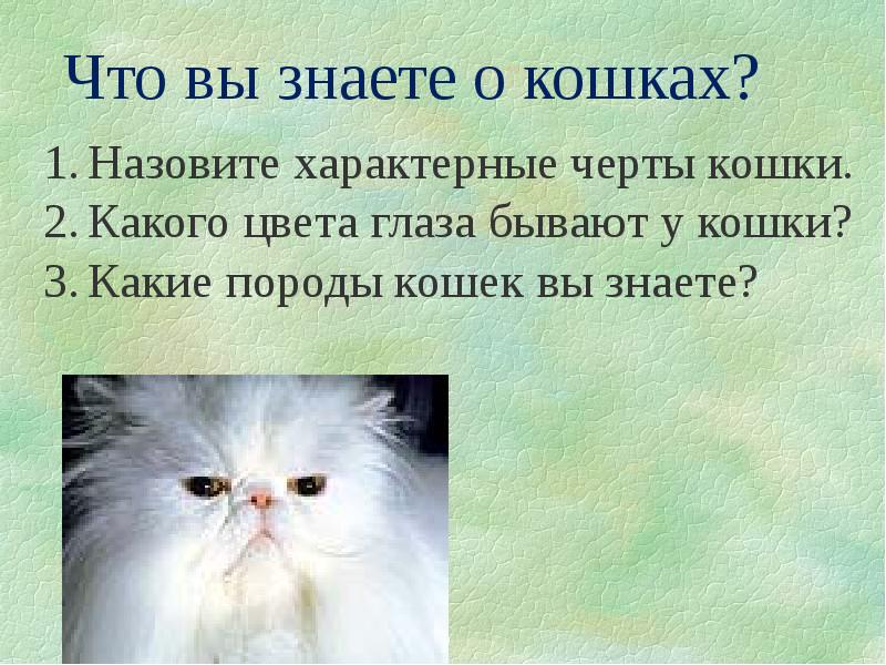 Как по другому назвать кошек. Отличительные черты кошки. Кошки наши верные друзья. Что умеют кошки. Кошки черты характера цитаты.