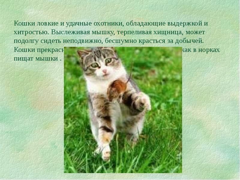 Котенок прыгает. Литература 7 класс. Летающий котенок. Учебник по литературе 7 класс. Летающий кот.