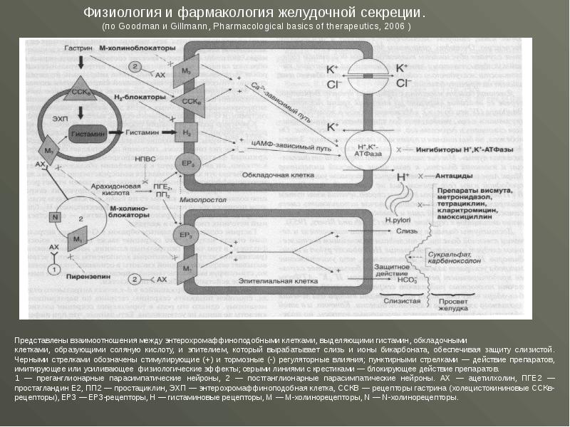 Презентация фармакология жкт