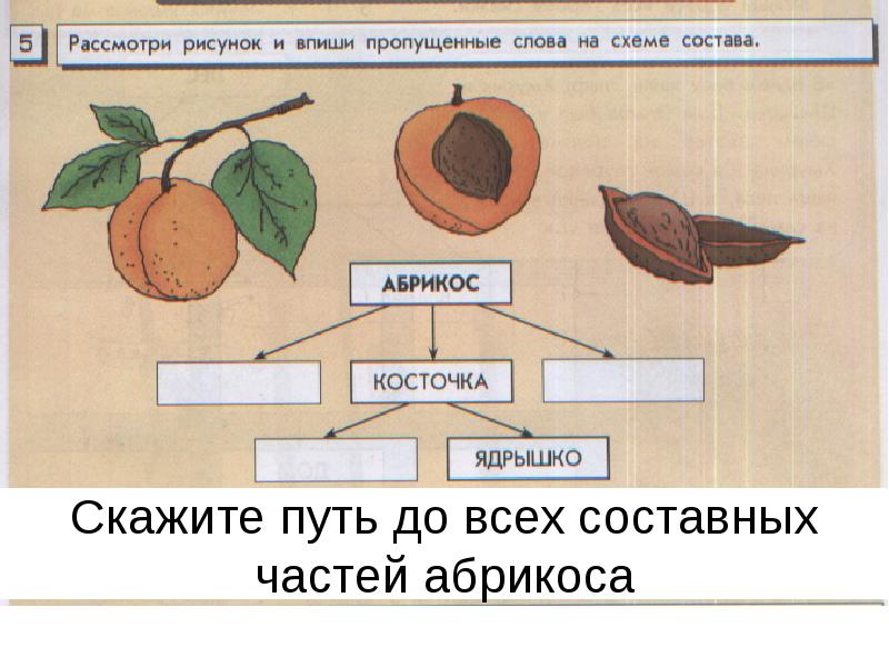 В орлов абрикос в лесу презентация