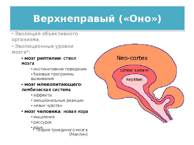 Уровень мозгов. Рептильный мозг и лимбическая система. Структура мозга человека 3 уровня. Древний рептильный мозг. Строение мозга рептильный.