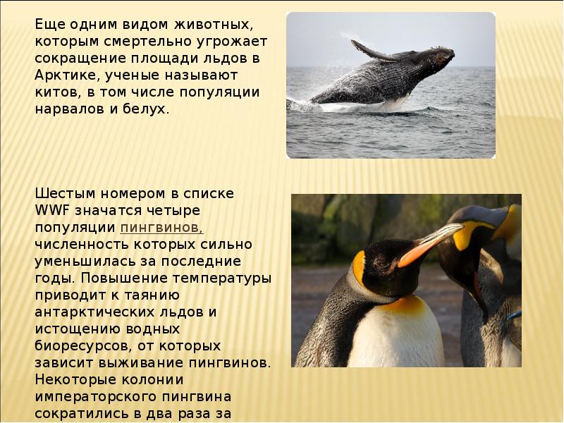 Как изменится численность императорских пингвинов и тюленей. Пингвины презентация. китообразных пингвинов. императорский пингвин красная книга. императорский пингвин и человек.