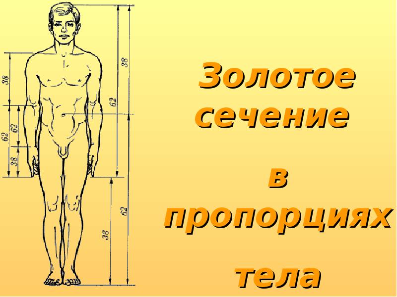 Золотая пропорция. Золотое сечение рисунок. Золотое сечение Размеры. Золотое сечение в строении человека. Золотое сечение слайд.