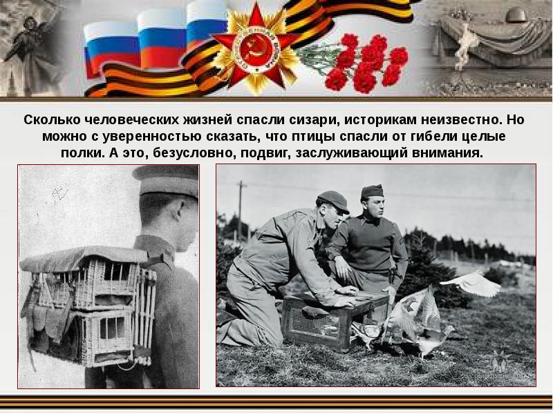 Голуби на войне 1941 1945 фото