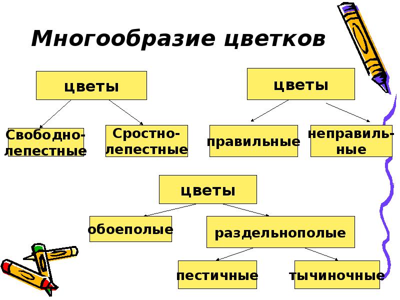 Строение и разнообразие цветков 6 класс биология презентация