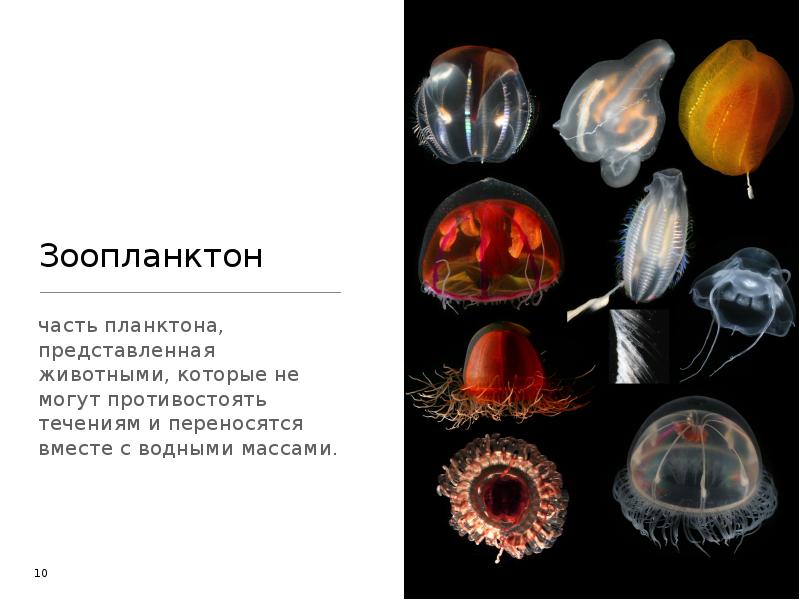 Состав зоопланктона. Зоопланктон. Классификация зоопланктона. Зоопланктон характеристика. Зоопланктон и фитопланктон характеристики.