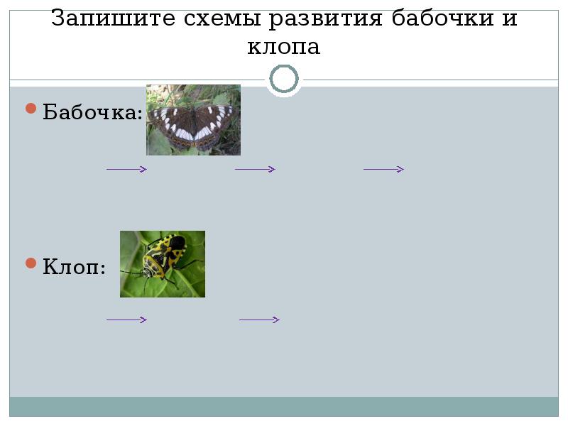 Запишите схемы развития бабочки и клопа. Типы развития насекомых презентация 7 класс Пономарева.