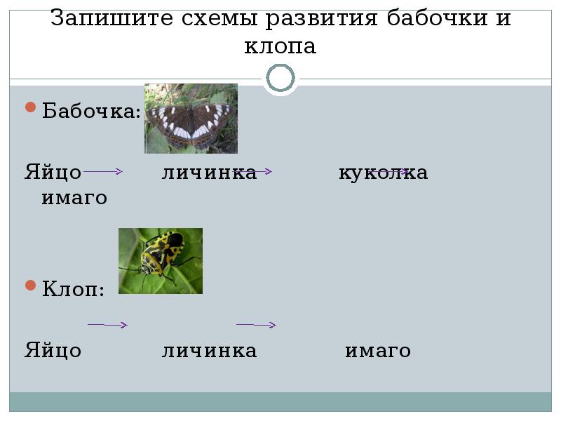 Запишите схемы развития бабочки и клопа. Яйцо личинка куколка Имаго. Схема развития Имаго. Стадии в схемы развития бабочки и клопа.