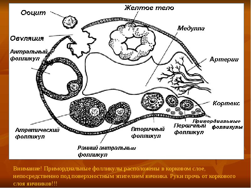 Фолликулогенез. Фолликулы в корковом слое что это. В примордиальном фолликуле располагается:. Ооцит желтое тело. Фолликул Кларка.