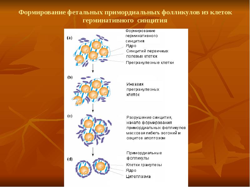 Эстрогеновый прайминг схема