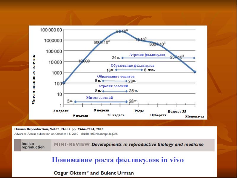 Эстрогеновый прайминг схема