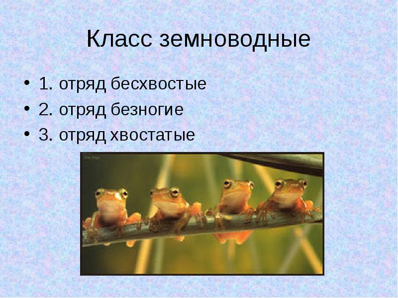 Бесхвостые отряд класса. Многообразие амфибий. отряд бесхвостые. таблица отряд безногие хвостатые бесхвостые. таблица безногие хвостатые бесхвостые биология 7 класс.