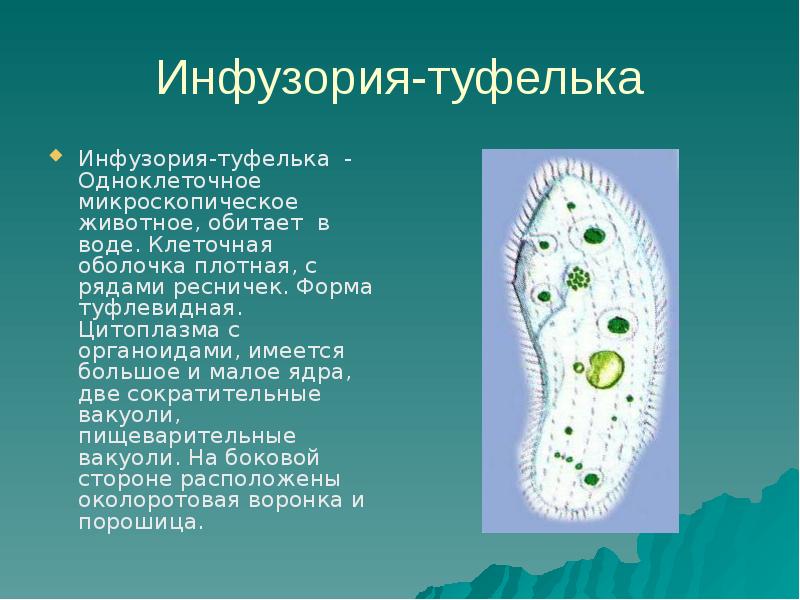 Презентация одноклеточные животные 5 класс