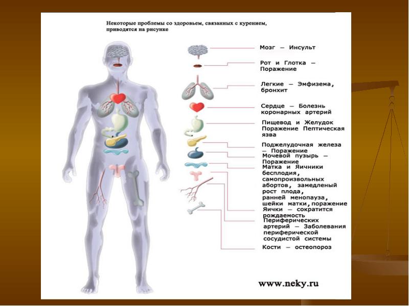 Определение понятия организм. Нажать состояние моего организма.