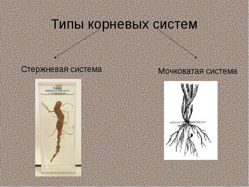 Корень и корневая система