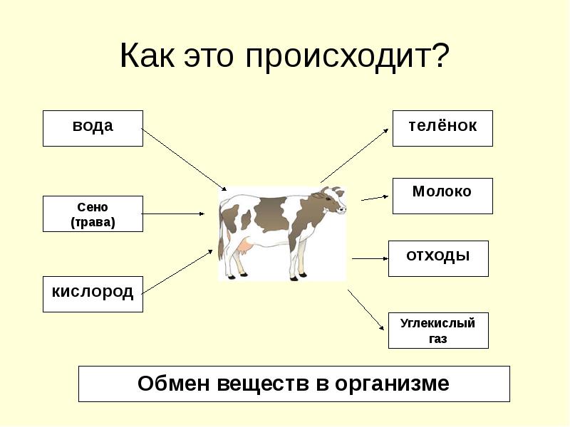 Особенности обмена веществ у животных