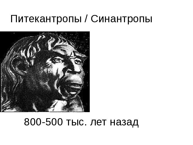 Синантроп неандерталец. Питекантроп и синантроп это. Синантроп презентация. Синантроп орудия труда. Синантроп рисунок.