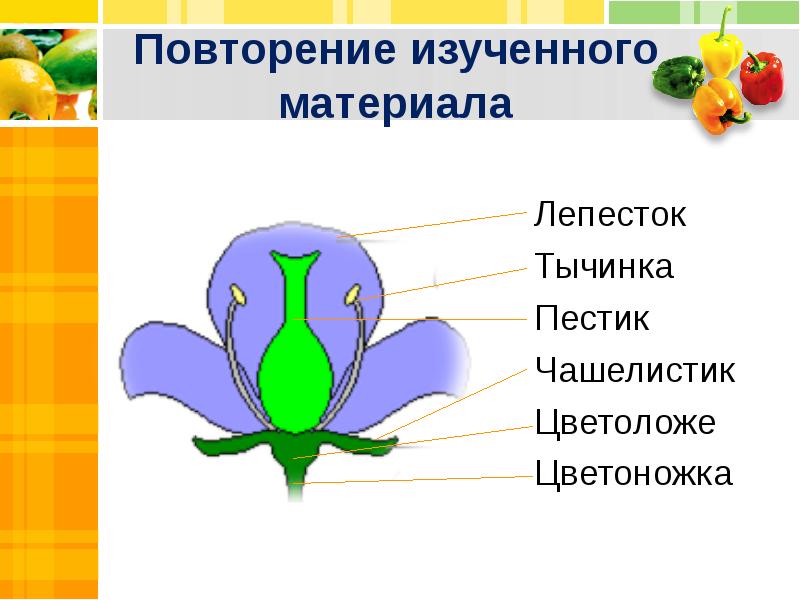 Презентация биология 6 класс