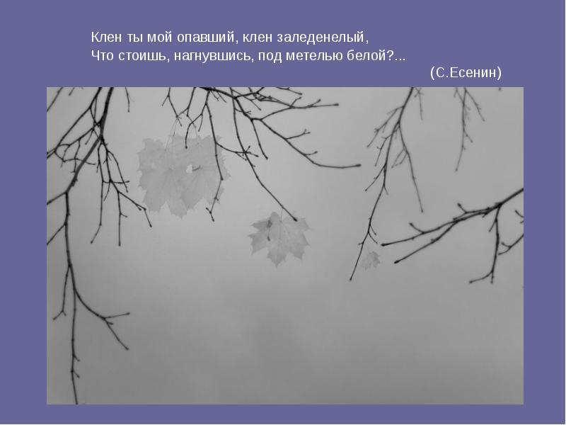 Клен ты мой опавший анализ. Клен ты мой опавший клен заледенелый. Клен ты мой опавший.... Есенин клен. Клен опавший.