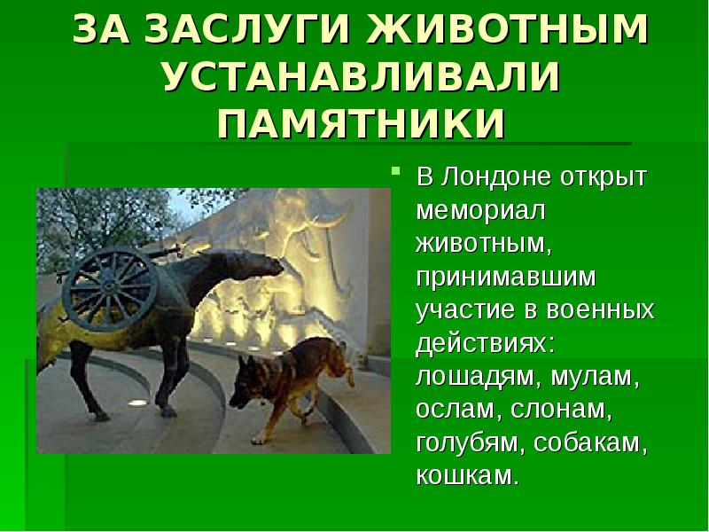 Животные принимают участие. Животные принимают участие. Участие в почвообразовании. Животные в цирке. Растения участвуют в образовании почвы.