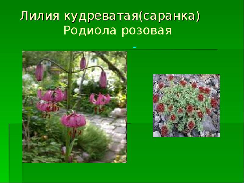 Красная книга кузбасса животные и растения фото и описание