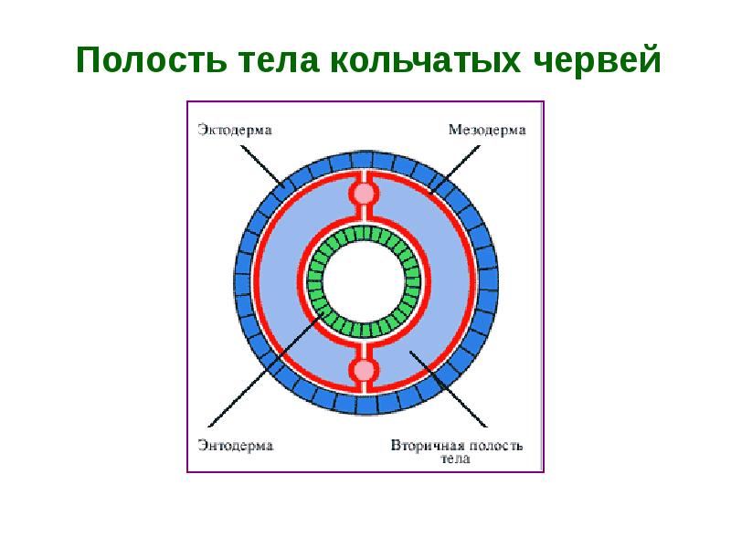 Полость тела плоских червей. Вторичная полость тела у круглых червей. Первичная полость тела у дождевого червя. Полость тела кольчатых червей 7 класс. Первичная и вторичная полость тела червей.