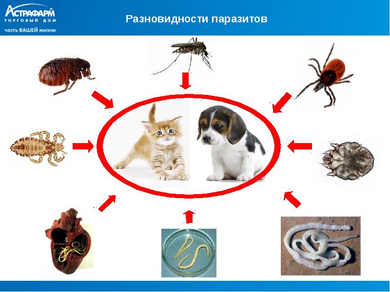 Паразитами являются. Паразитические животные. Различные паразиты животных. Животные паразиты примеры.