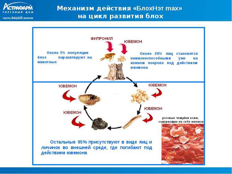 Схема антипаразитарная для детей