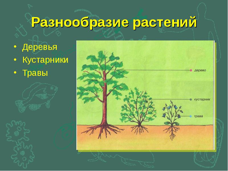 Строение травянистого растения 6 класс. Строение кустарника. Строение кустарника для детей. Части дерева и кустарника. Части дерева кустарника травы.