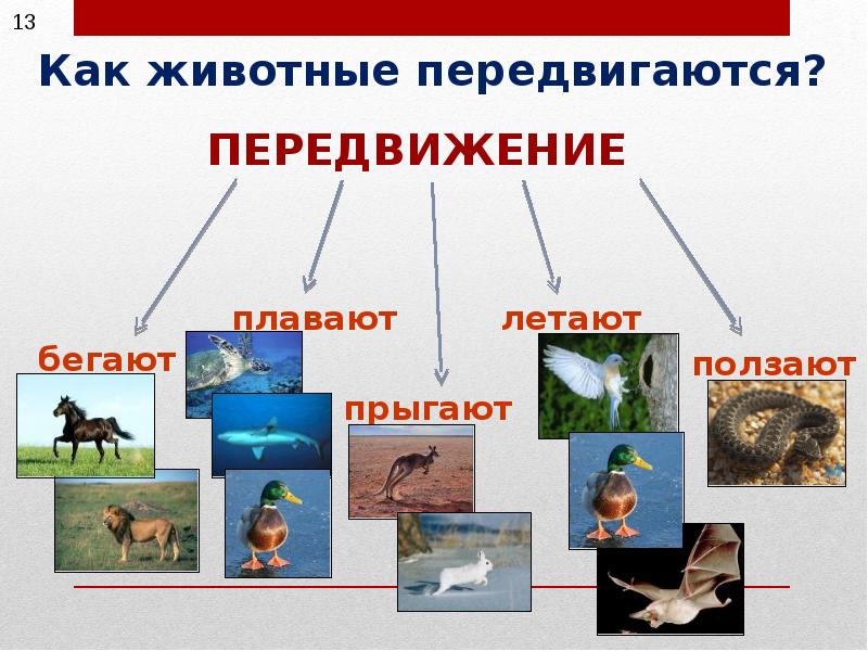Почему нет универсального способа движения животных. Передвижение животных. как передвигаются животные. сообщение о передвижении животных. движение животных таблица.