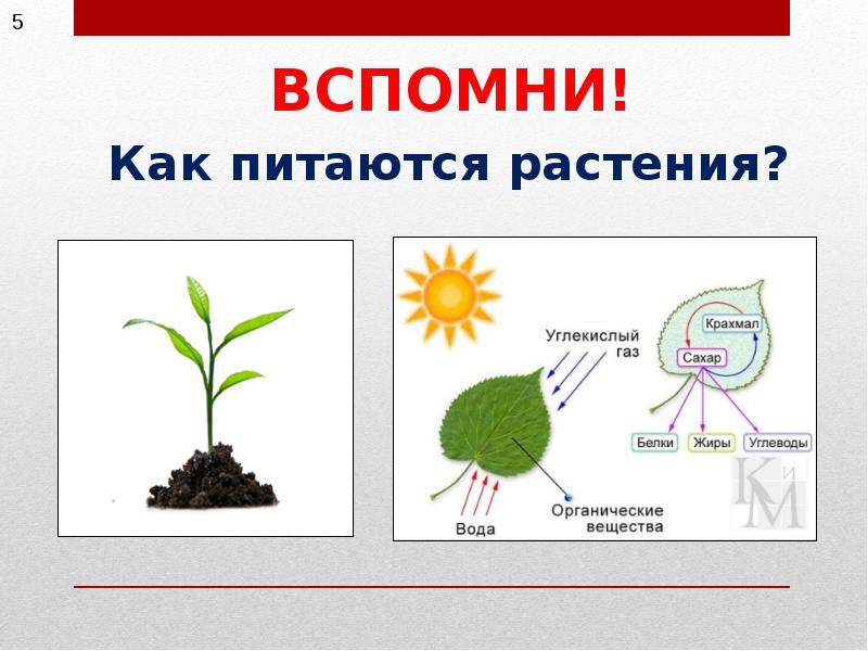 На какой схеме правильно показано дыхание растений